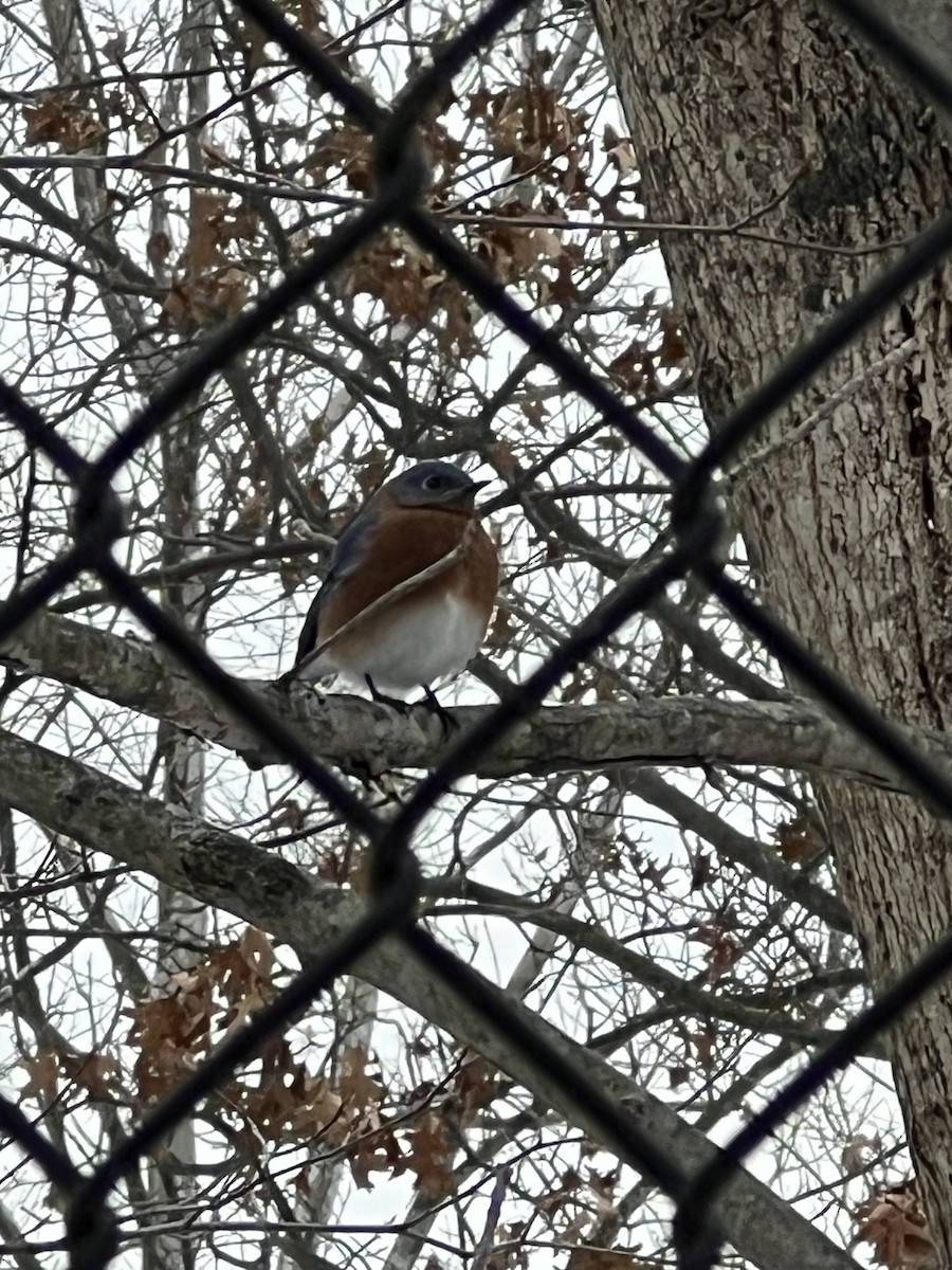 Eastern Bluebird - ML646060360