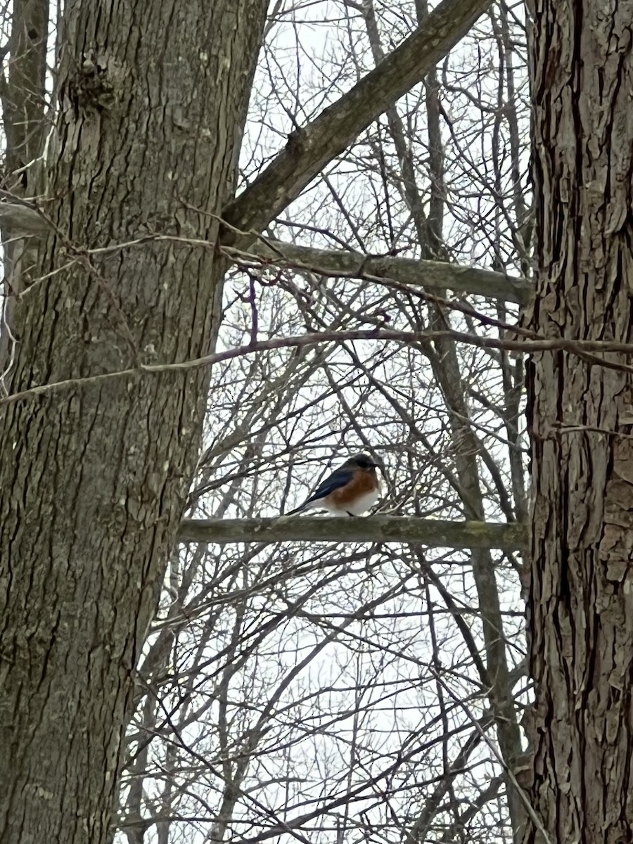 Eastern Bluebird - ML646060361