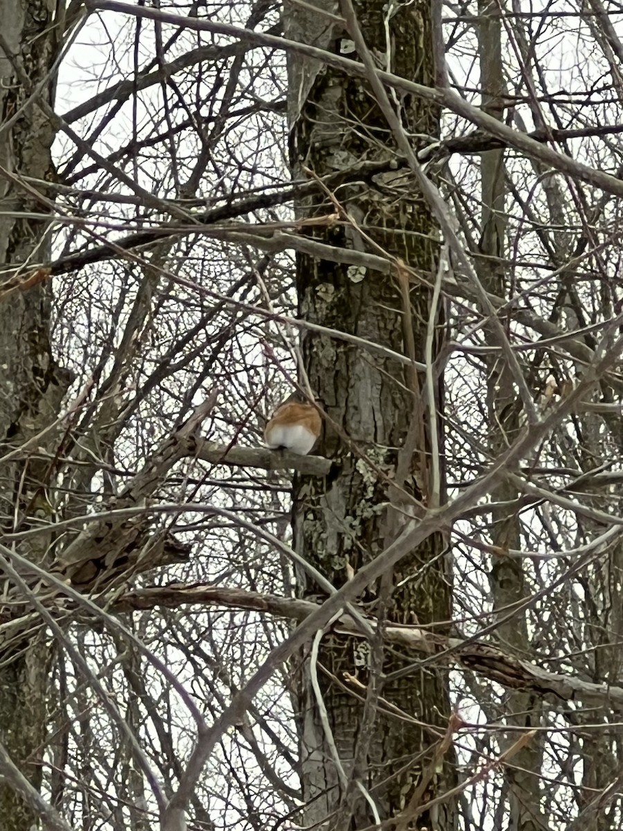 Eastern Bluebird - ML646060362