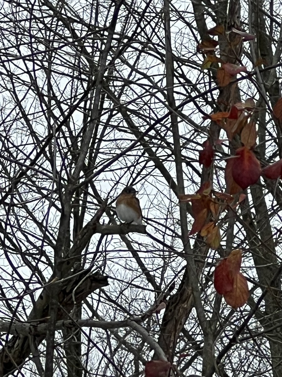 Eastern Bluebird - ML646060363