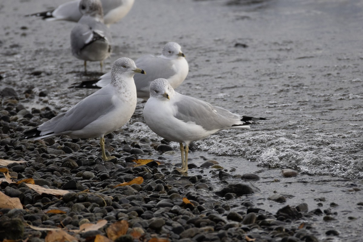 racek kroužkozobý - ML646060365