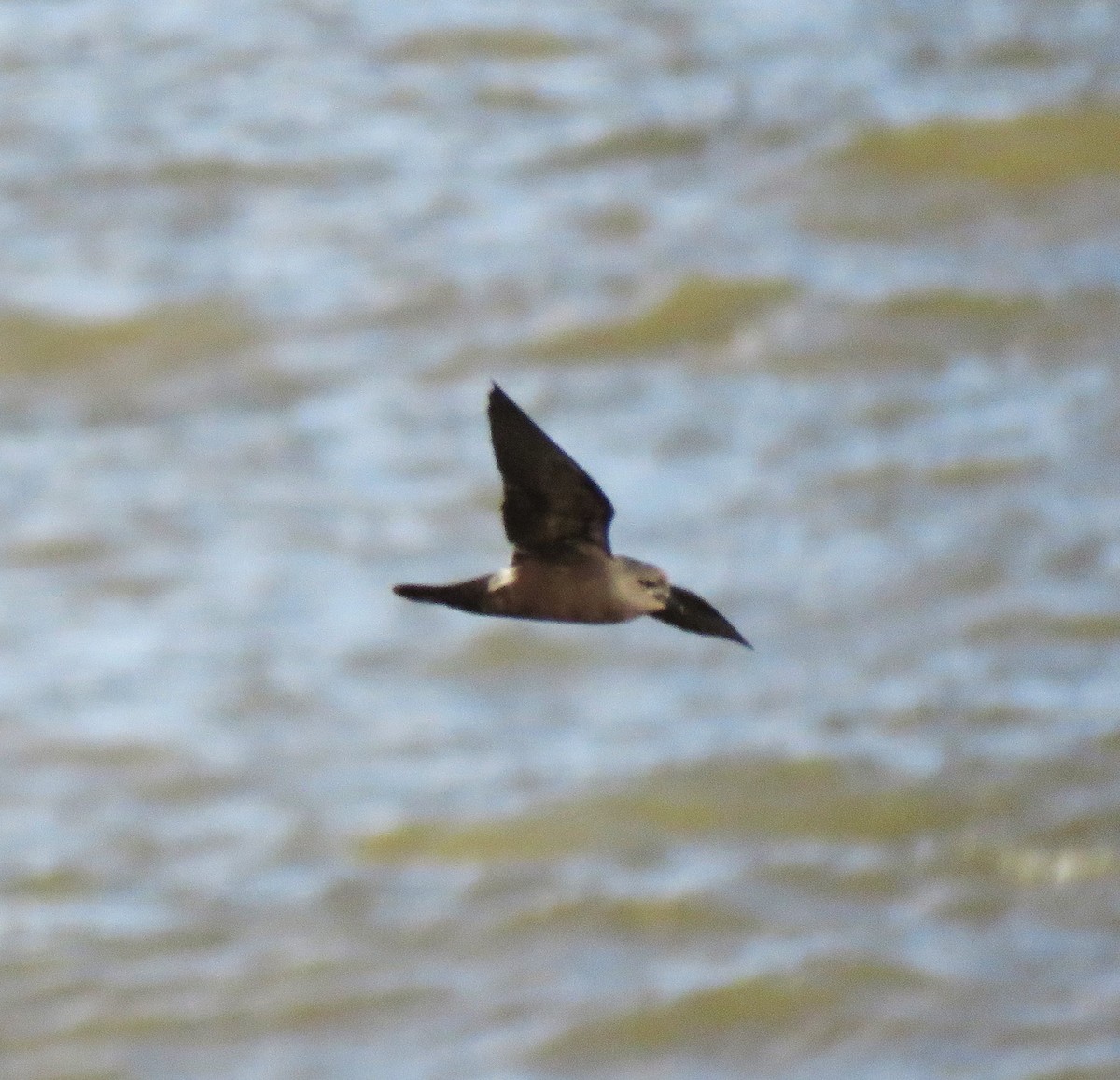 Leach's Storm-Petrel - ML646060372