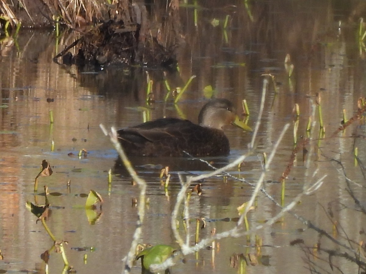 American Black Duck - ML646060373