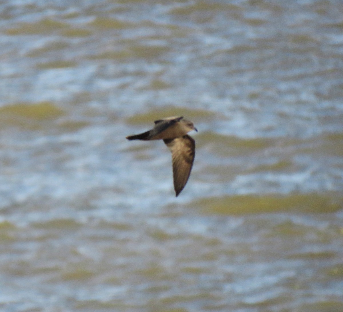 Leach's Storm-Petrel - ML646060374