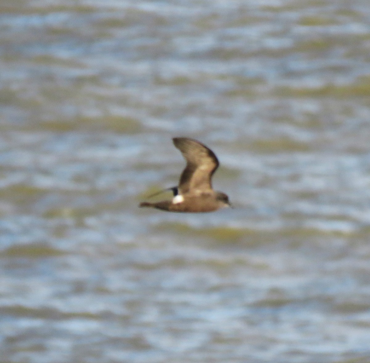Leach's Storm-Petrel - ML646060376