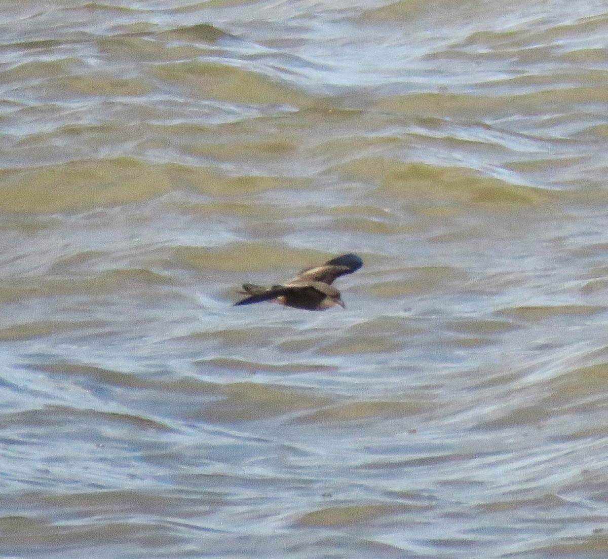 Leach's Storm-Petrel - ML646060377