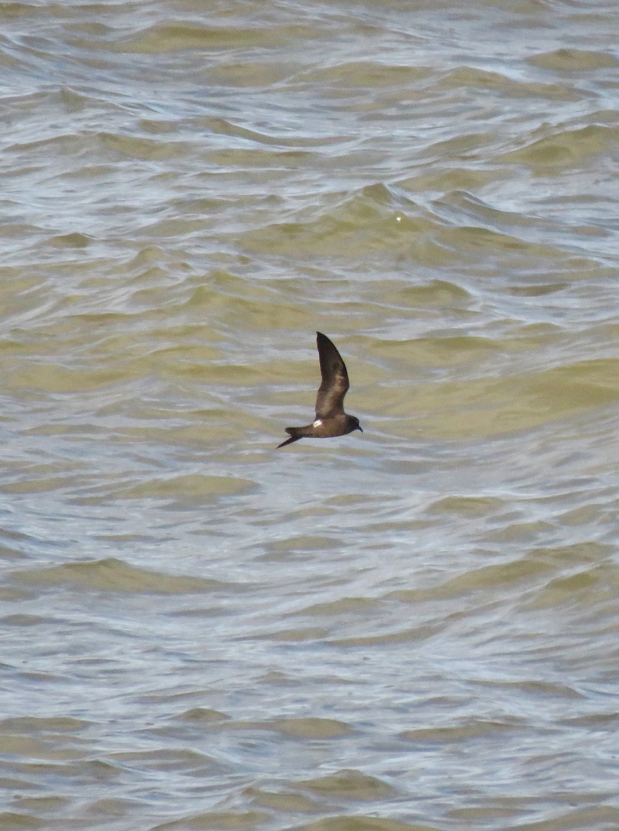 Leach's Storm-Petrel - ML646060378