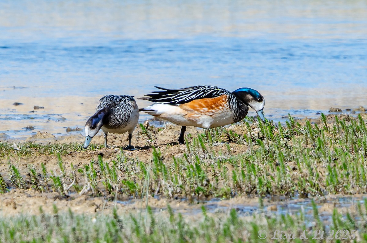 Chiloe Wigeon - ML646060381
