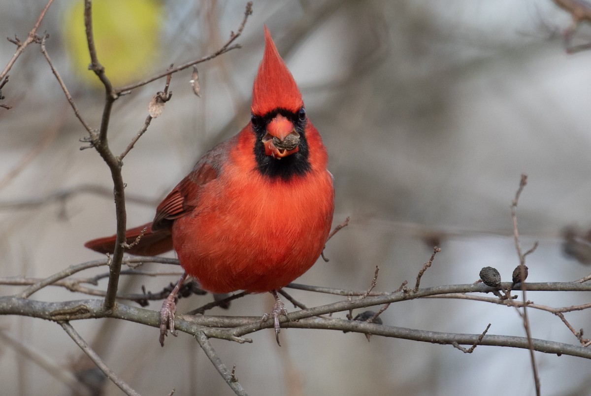 Northern Cardinal - ML646060387