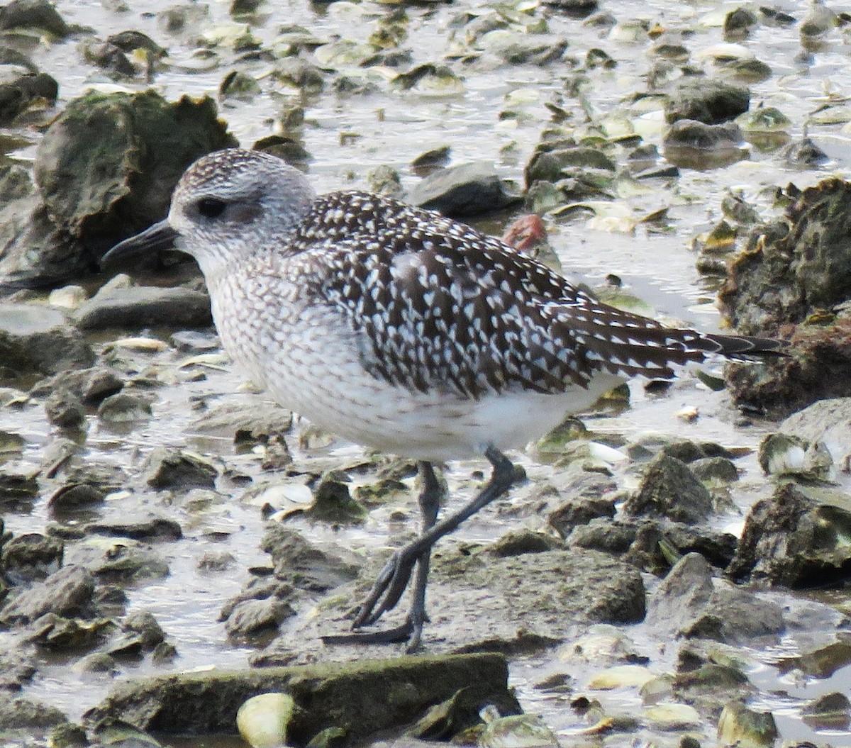 Black-bellied Plover - ML646060393