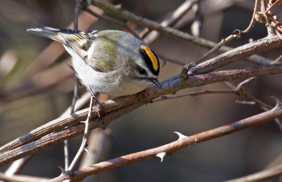 Golden-crowned Kinglet - ML646060395
