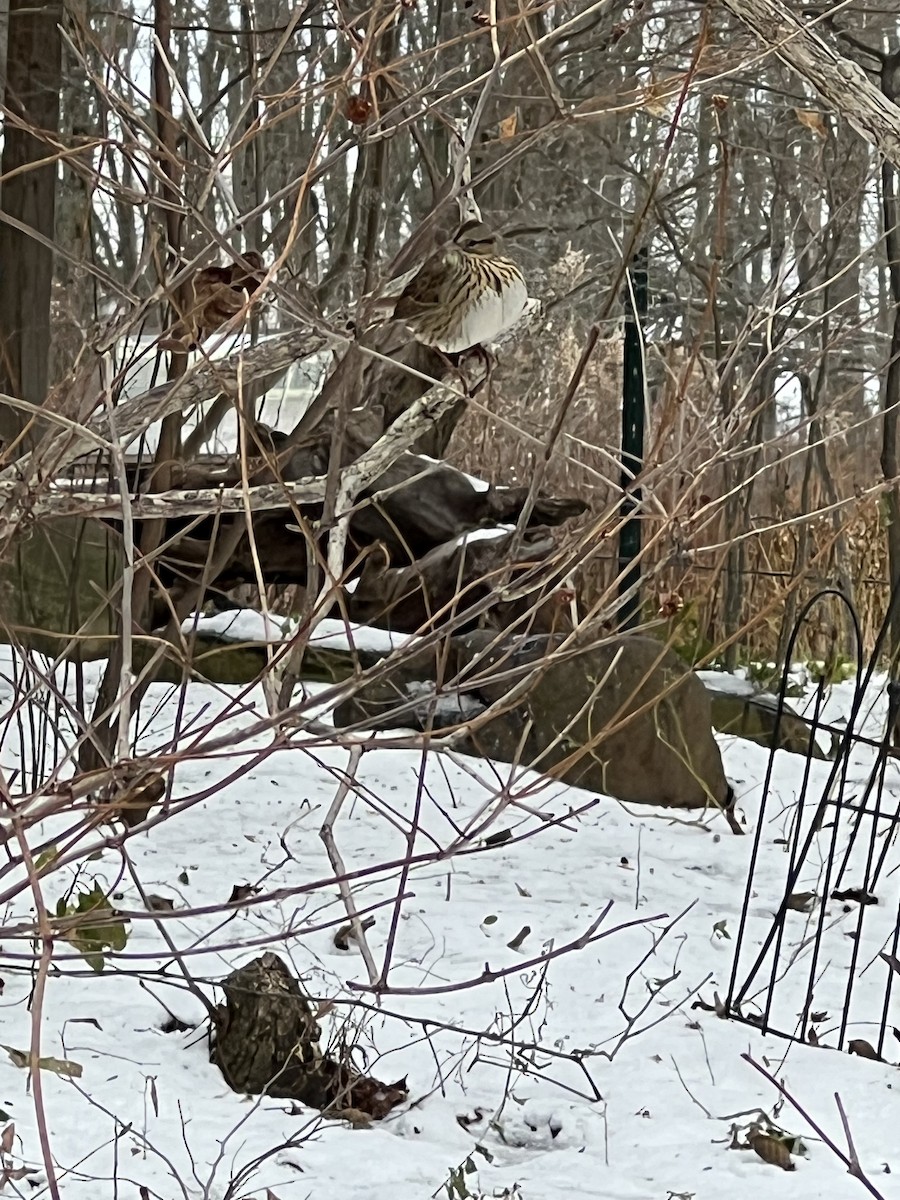 Lincoln's Sparrow - ML646060396