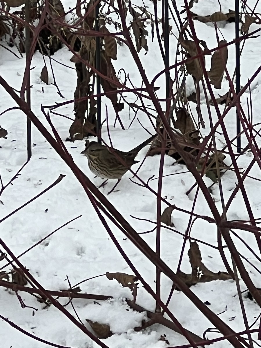 Lincoln's Sparrow - ML646060397