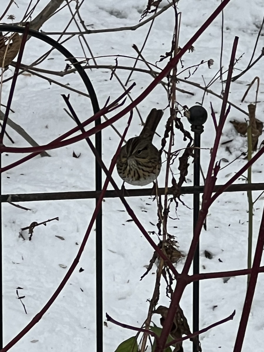 Lincoln's Sparrow - ML646060398
