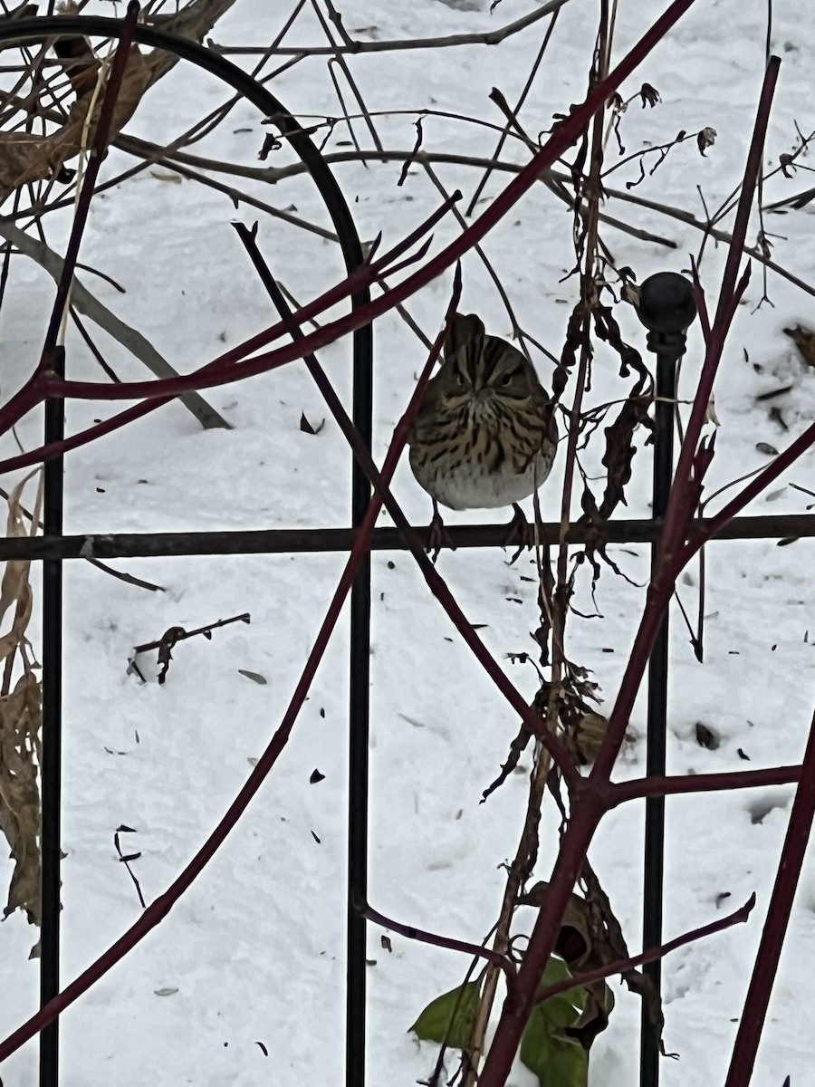 Lincoln's Sparrow - ML646060400