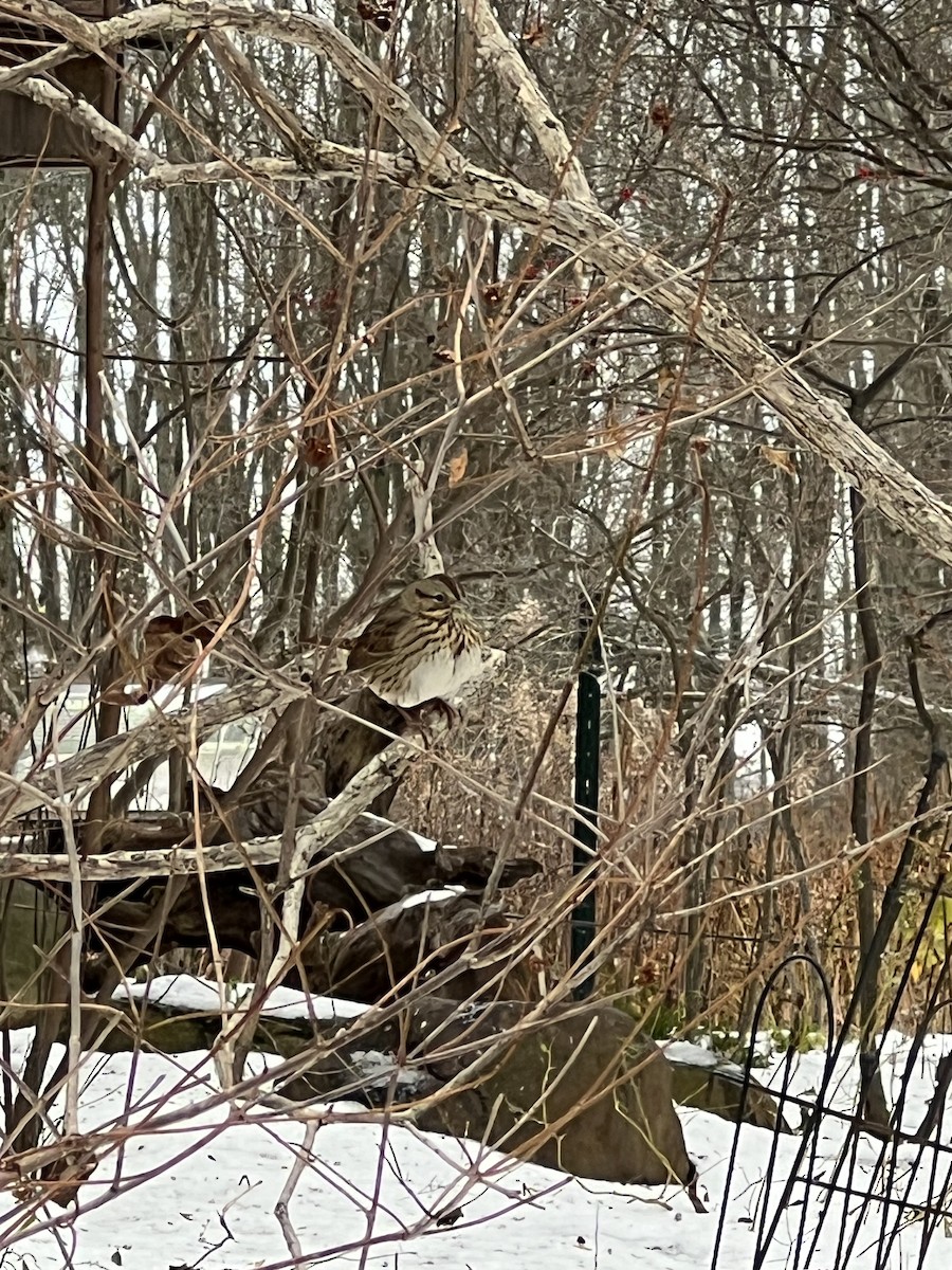 Lincoln's Sparrow - ML646060401