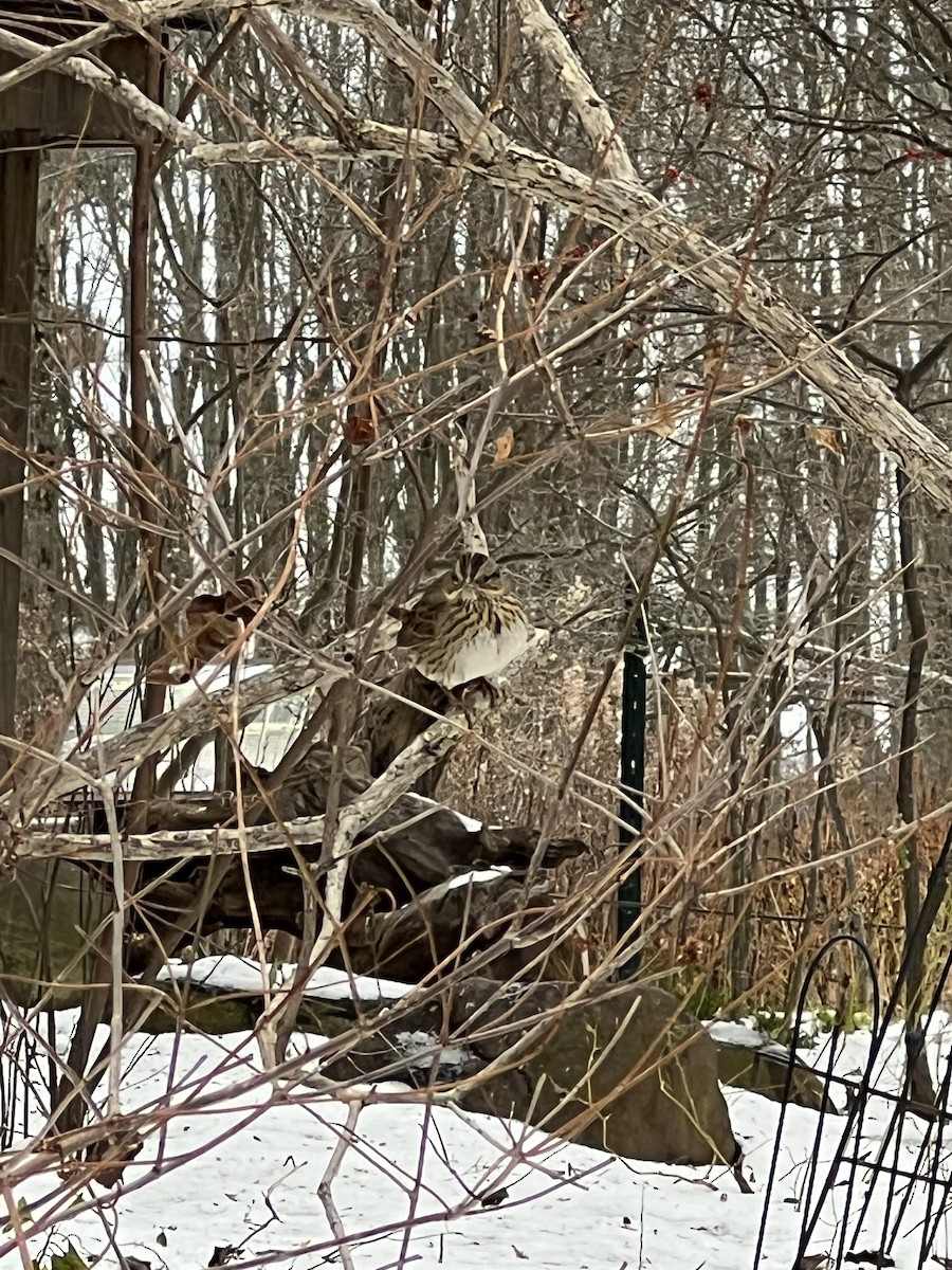 Lincoln's Sparrow - ML646060402