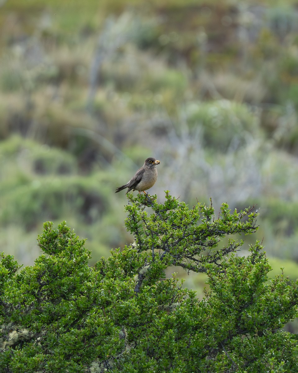 Austral Thrush - ML646060406