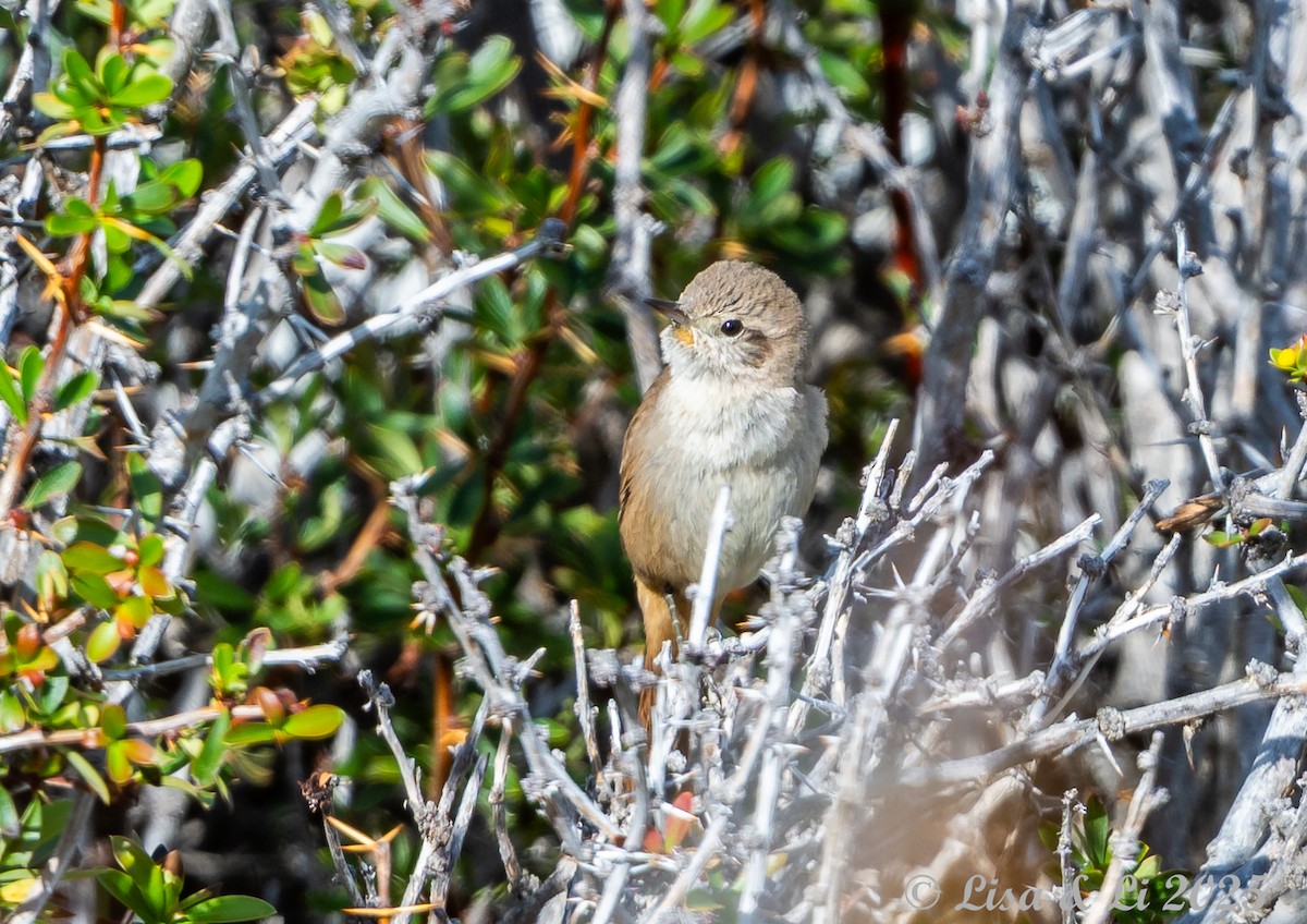 Sharp-billed Canastero - ML646060419