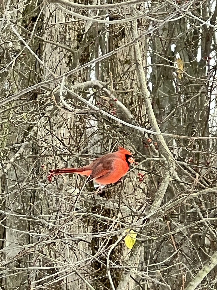 Northern Cardinal - ML646060421
