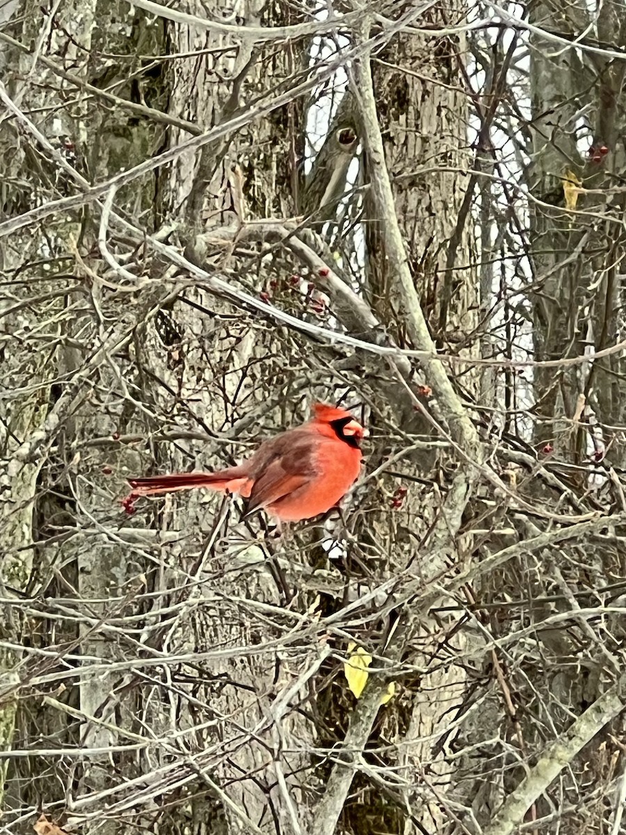 Northern Cardinal - ML646060422