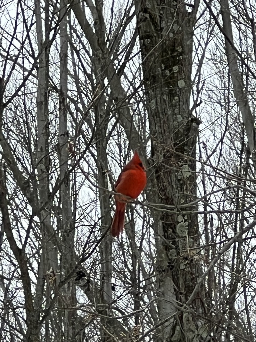Northern Cardinal - ML646060424