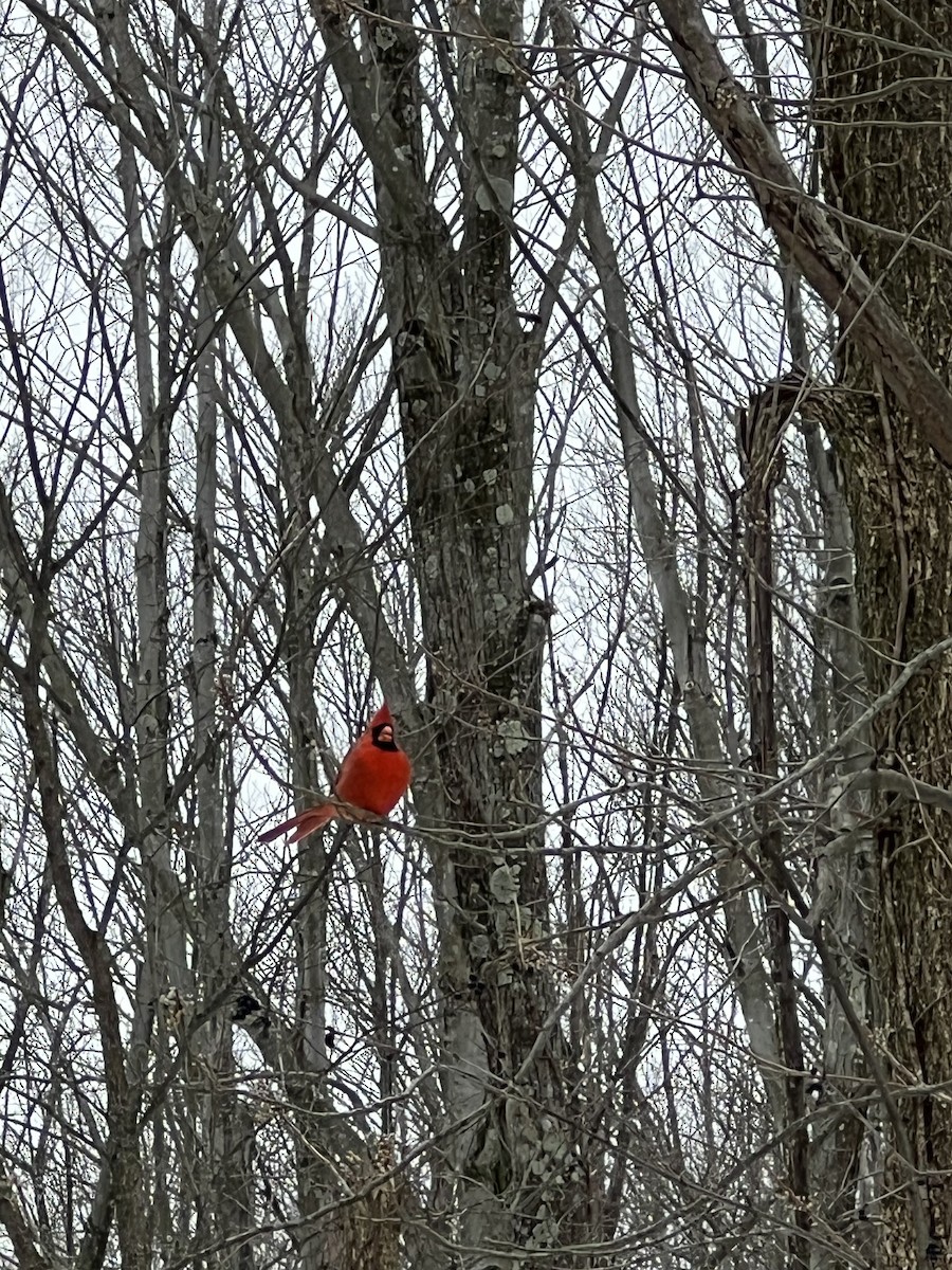 Northern Cardinal - ML646060425