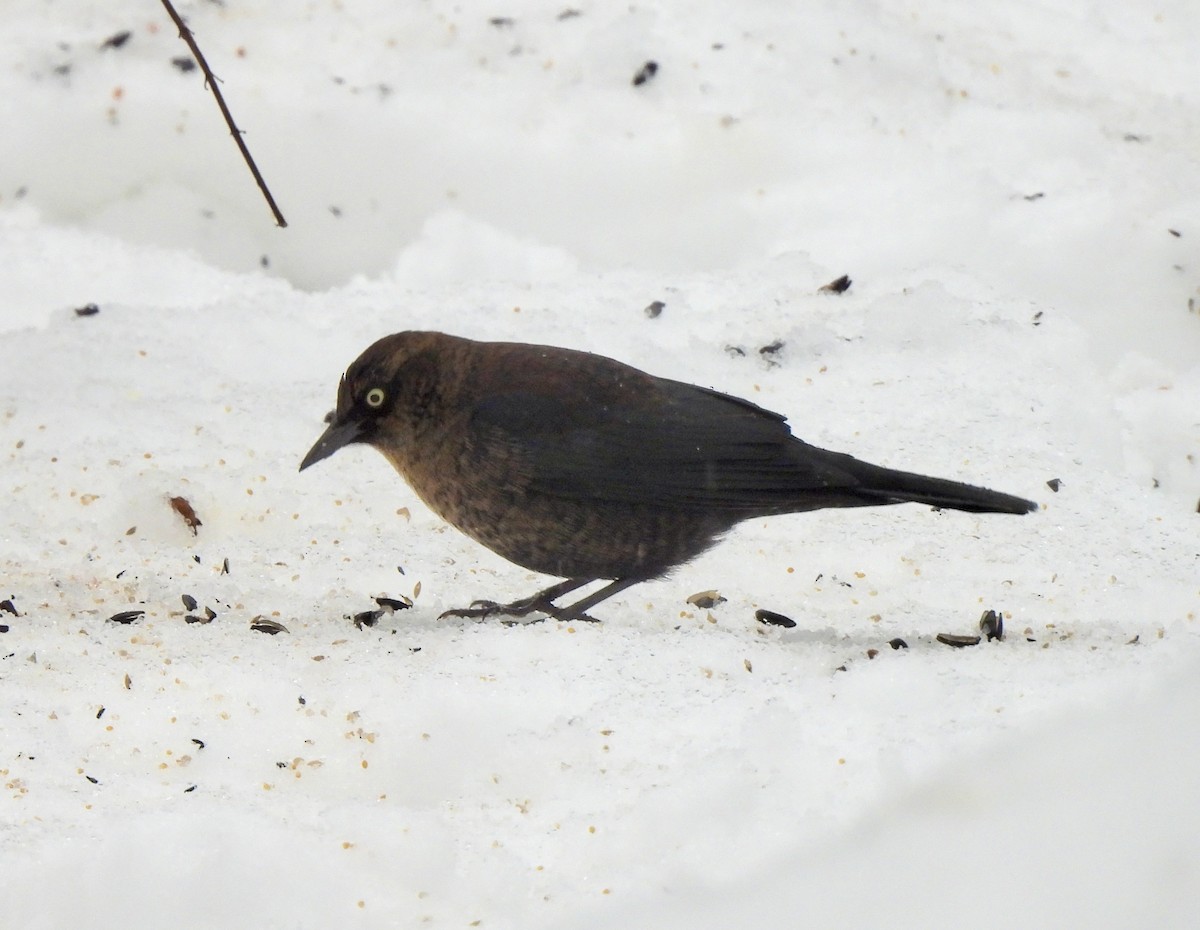 Rusty Blackbird - ML646060426