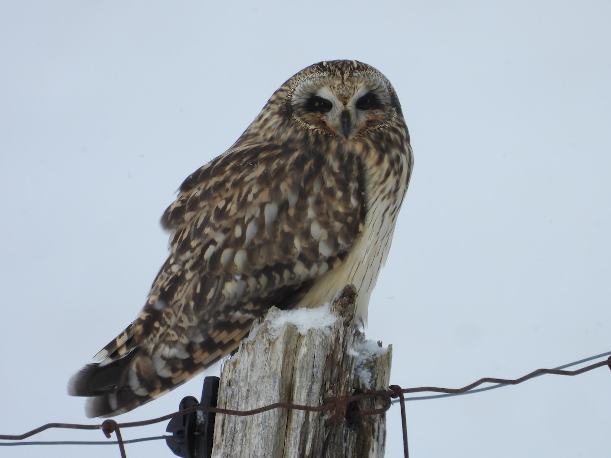 Short-eared Owl - ML646060430