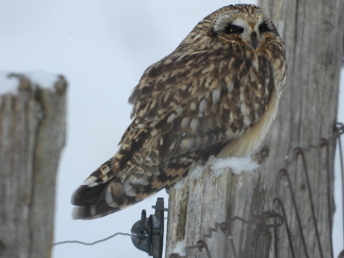 Short-eared Owl - ML646060431