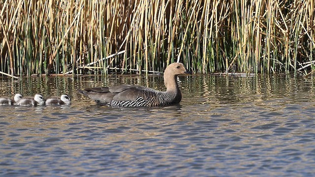 Каргарка магеланська - ML646060446