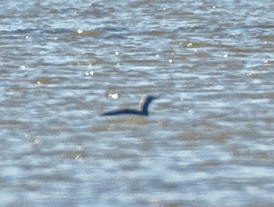 Red-throated Loon - ML646060448