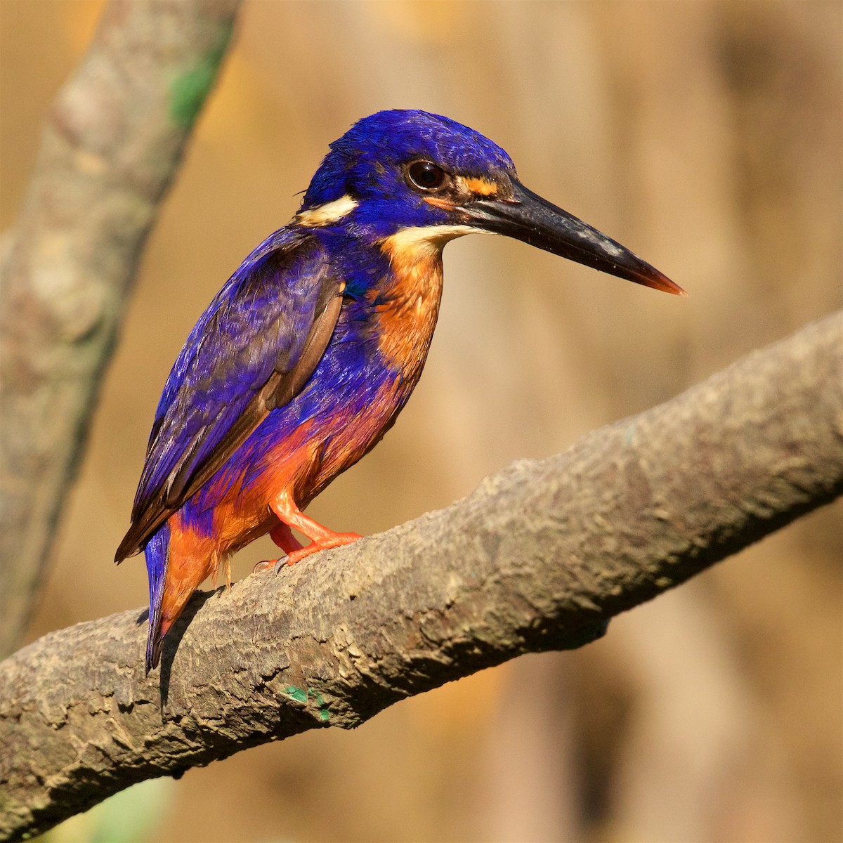 Azure Kingfisher - ML646060449