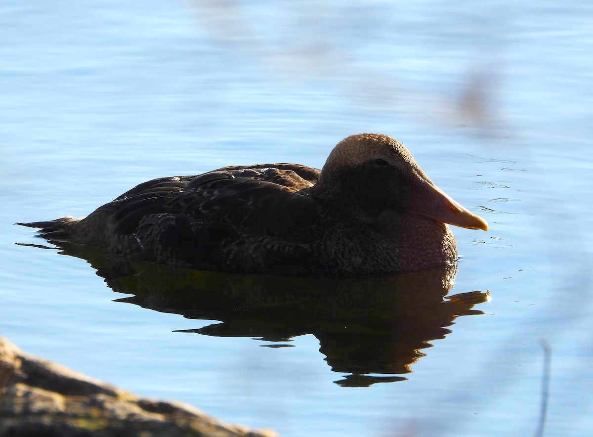 Common Eider - ML646060461