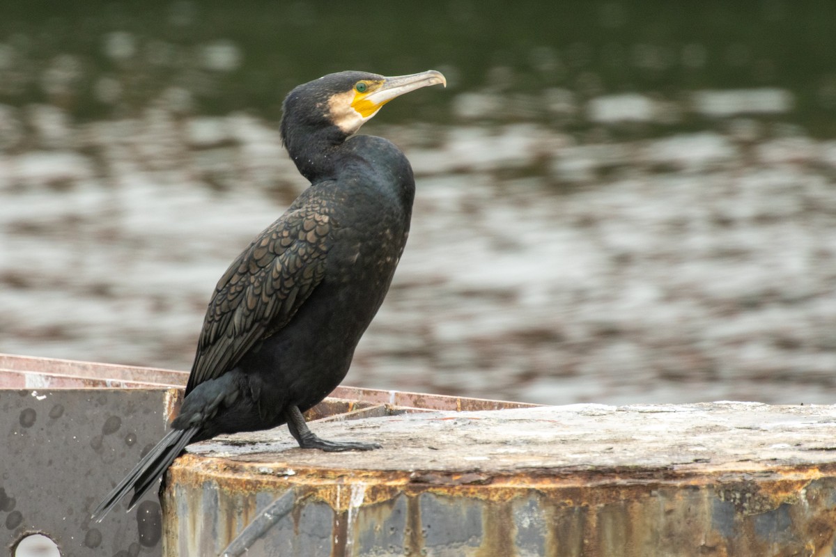 kormorán velký (ssp. sinensis/hanedae) - ML646060476