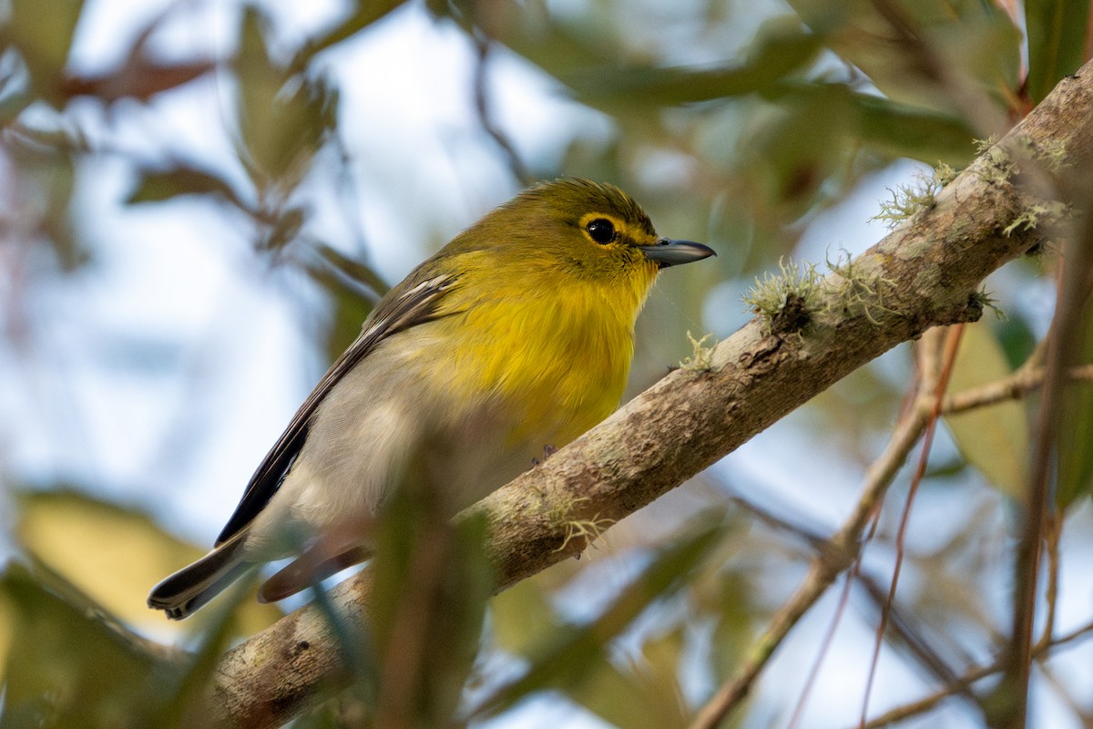 Yellow-throated Vireo - ML646060481