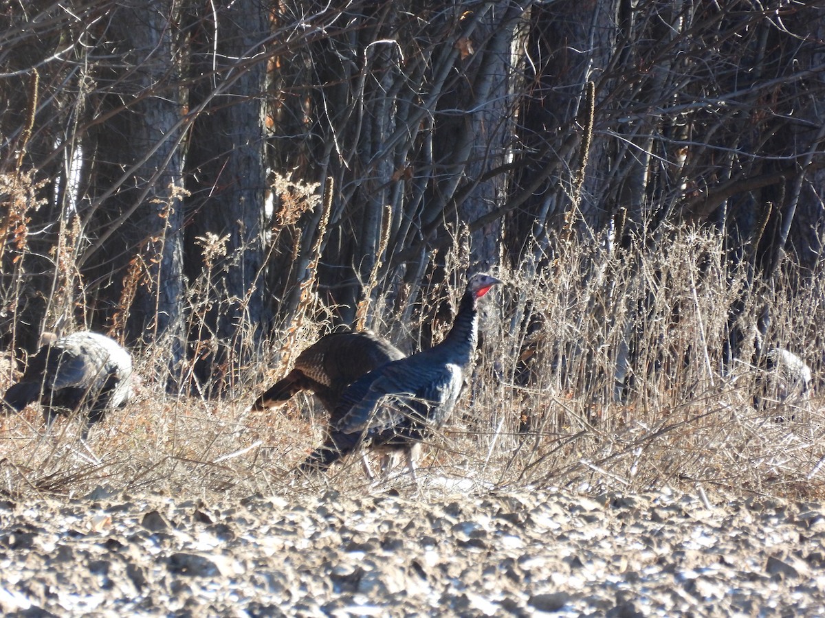 Wild Turkey - ML646060483