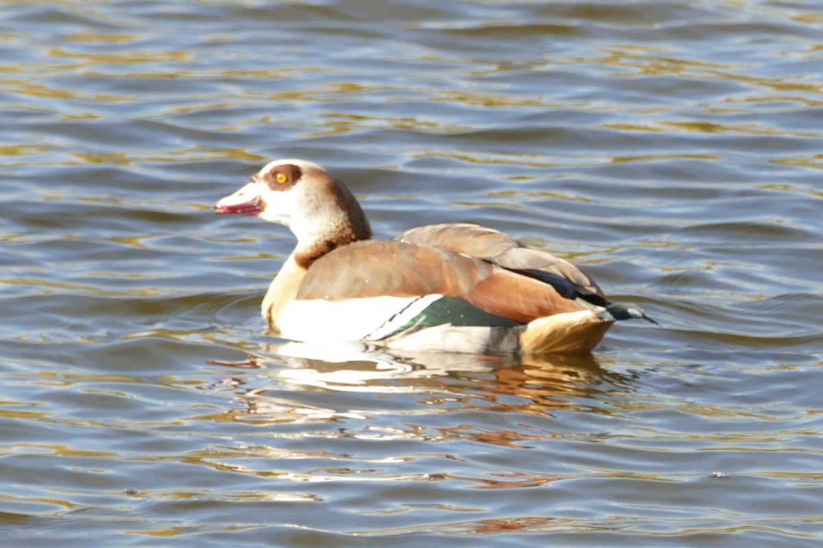 Egyptian Goose - ML646060484