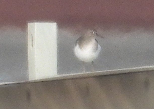 Spotted Sandpiper - ML646060487