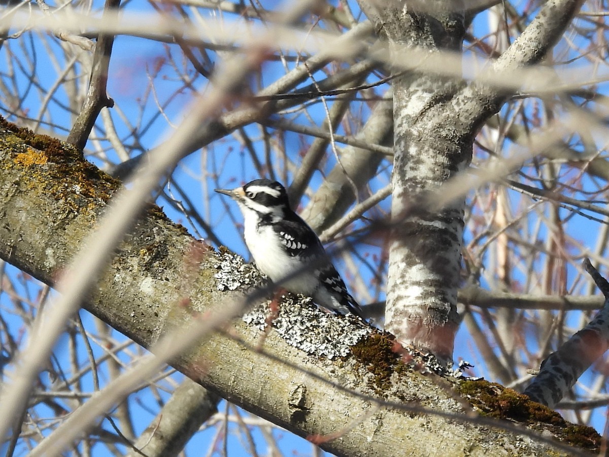 Downy Woodpecker - ML646060494