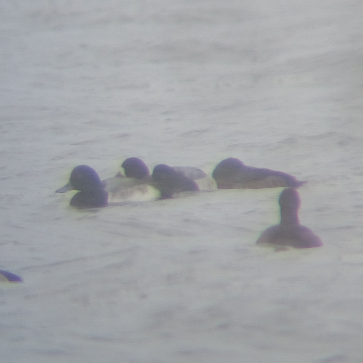 polák kaholka - ML646060504