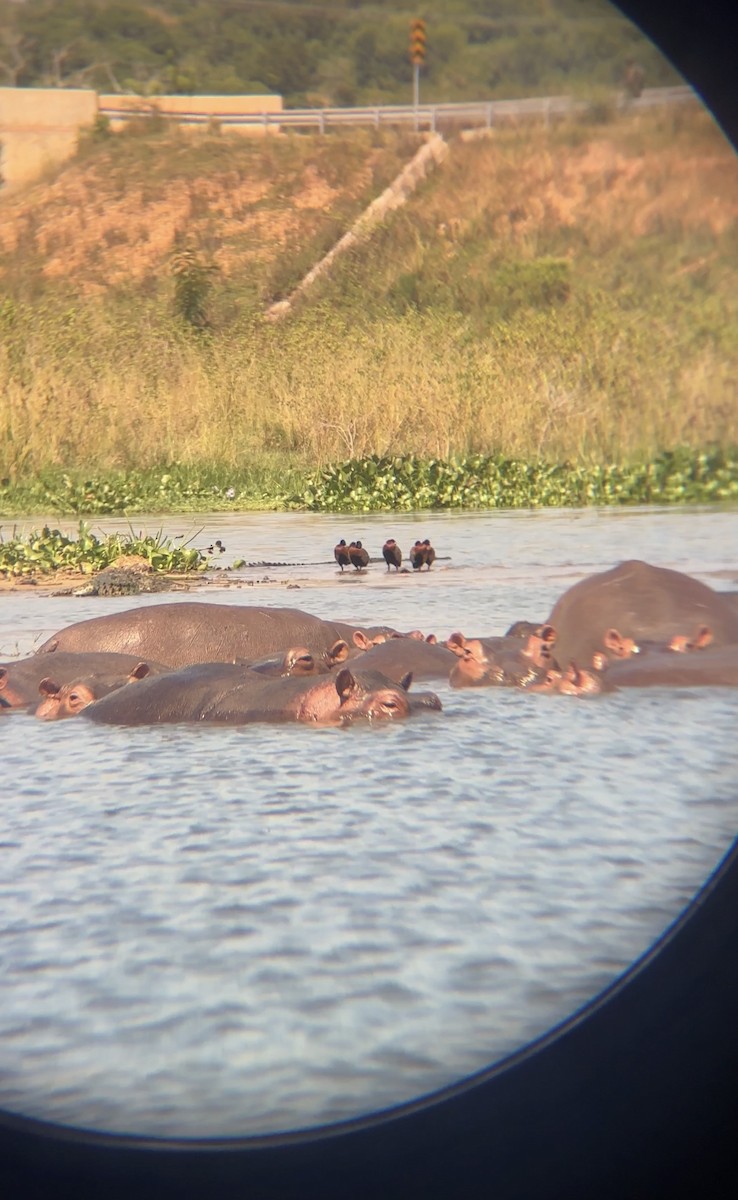 White-faced Whistling-Duck - ML646060506