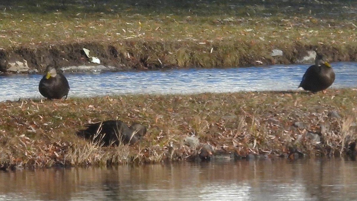 American Black Duck - ML646060509