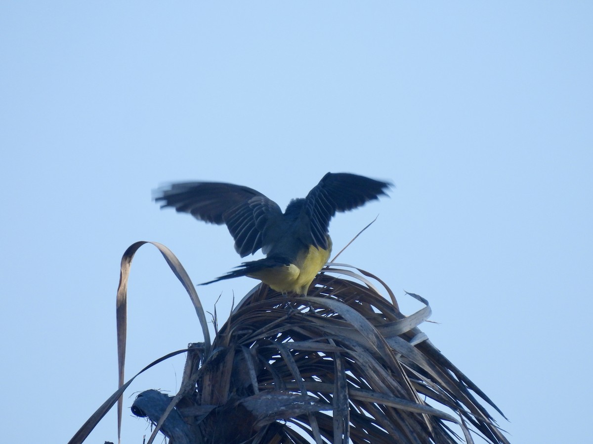 Cassin's Kingbird - ML646060512