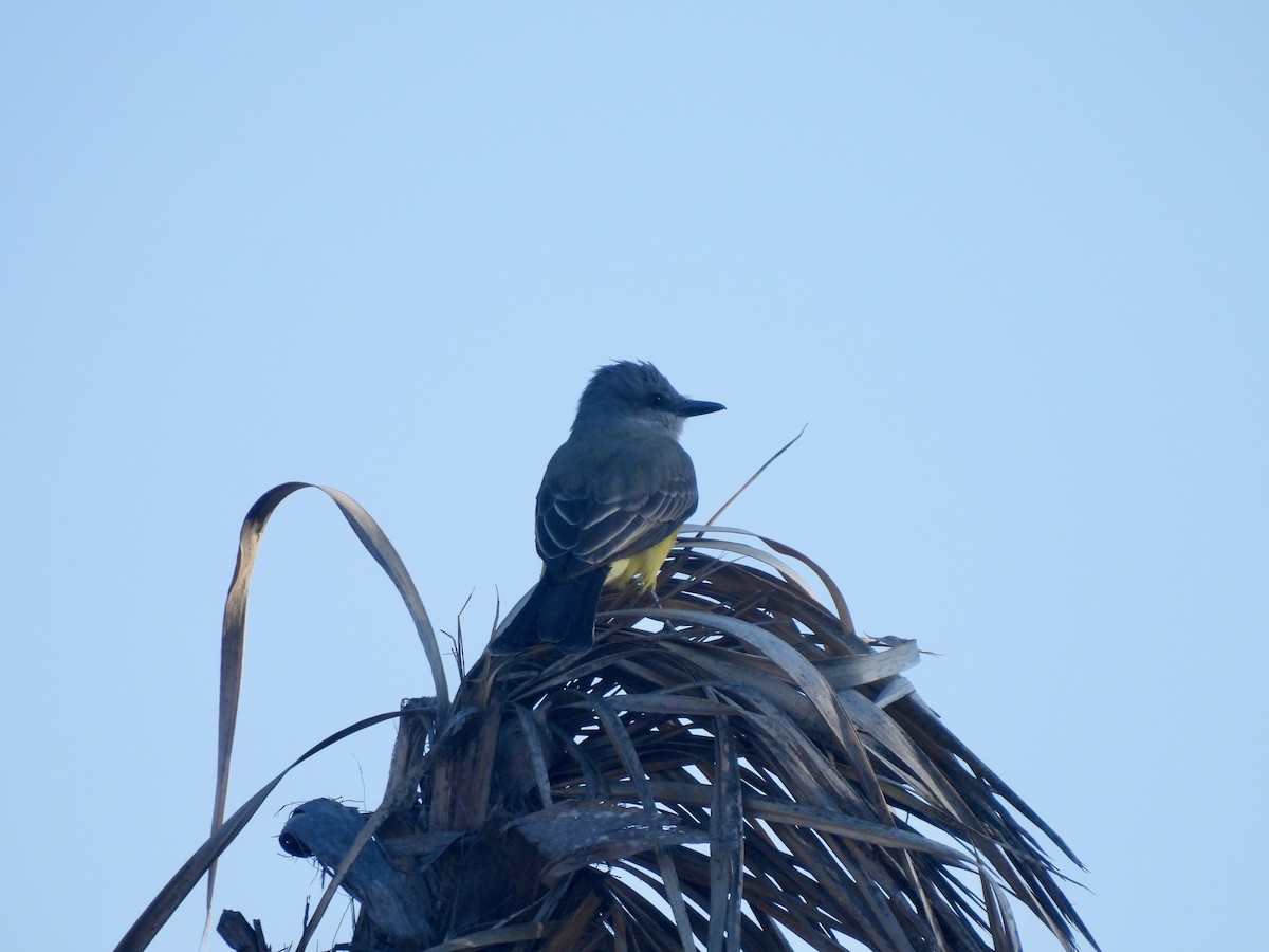 Cassin's Kingbird - ML646060515