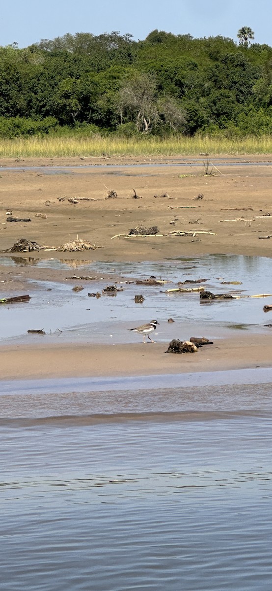 Галстучник - ML646060516