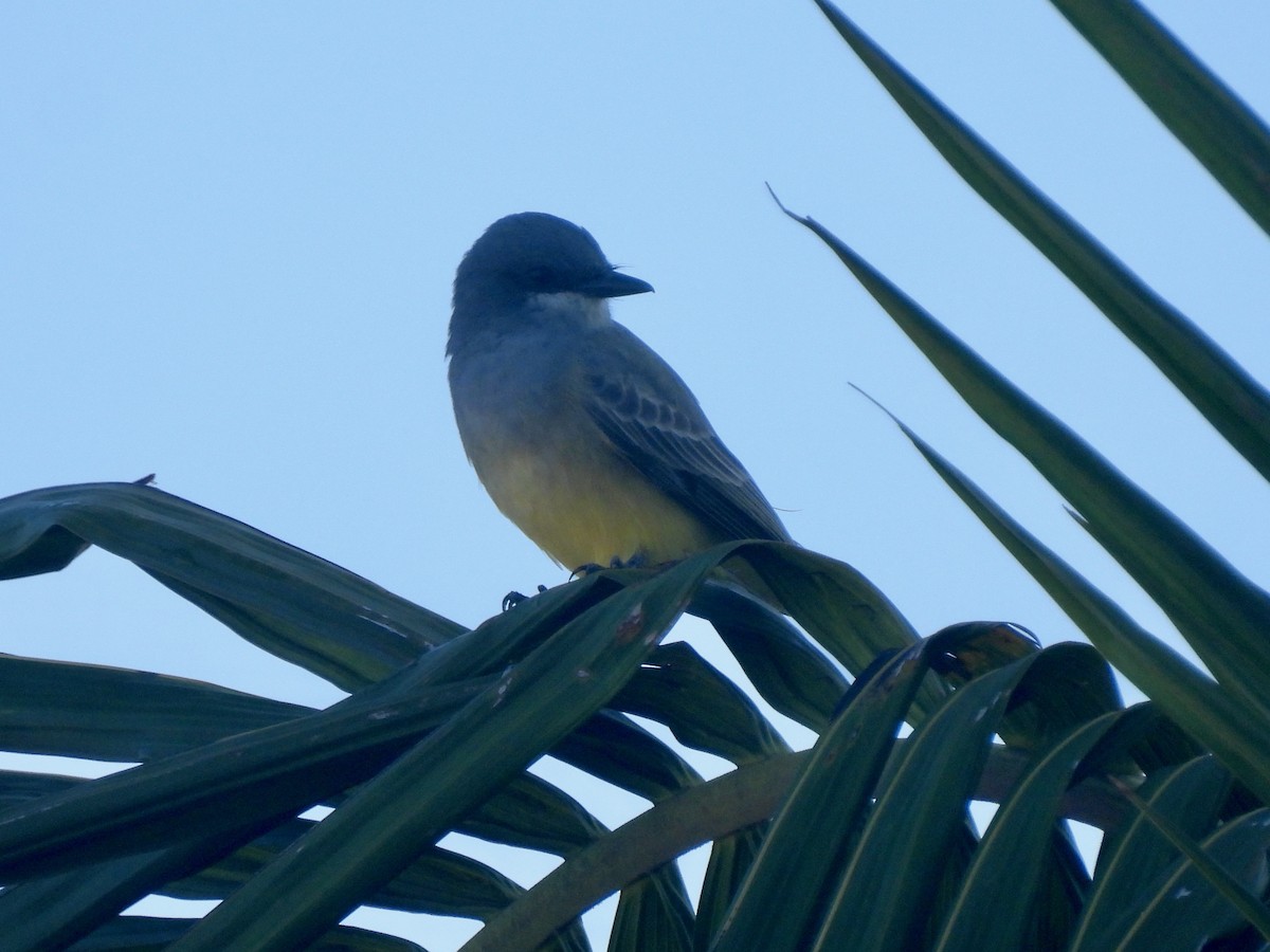 Cassin's Kingbird - ML646060518