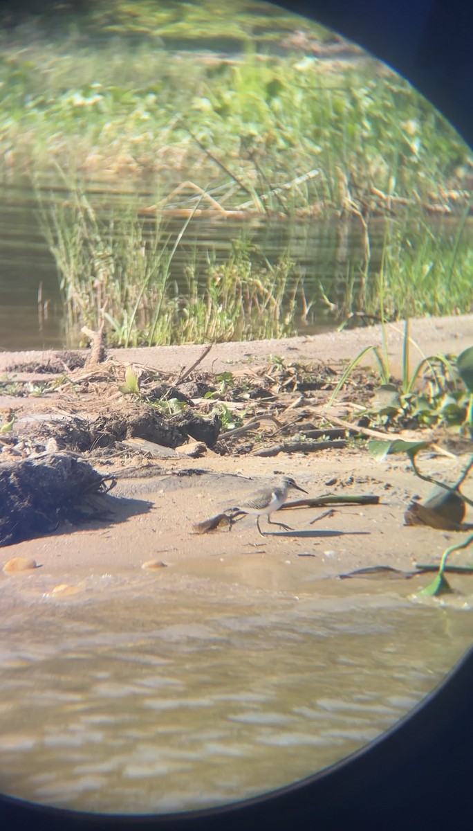 Common Sandpiper - ML646060538