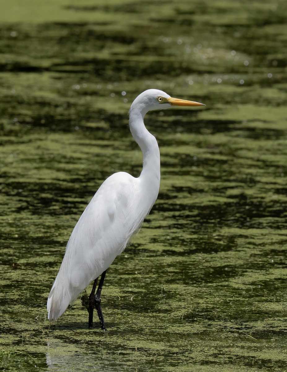 Yellow-billed Egret - ML646060540