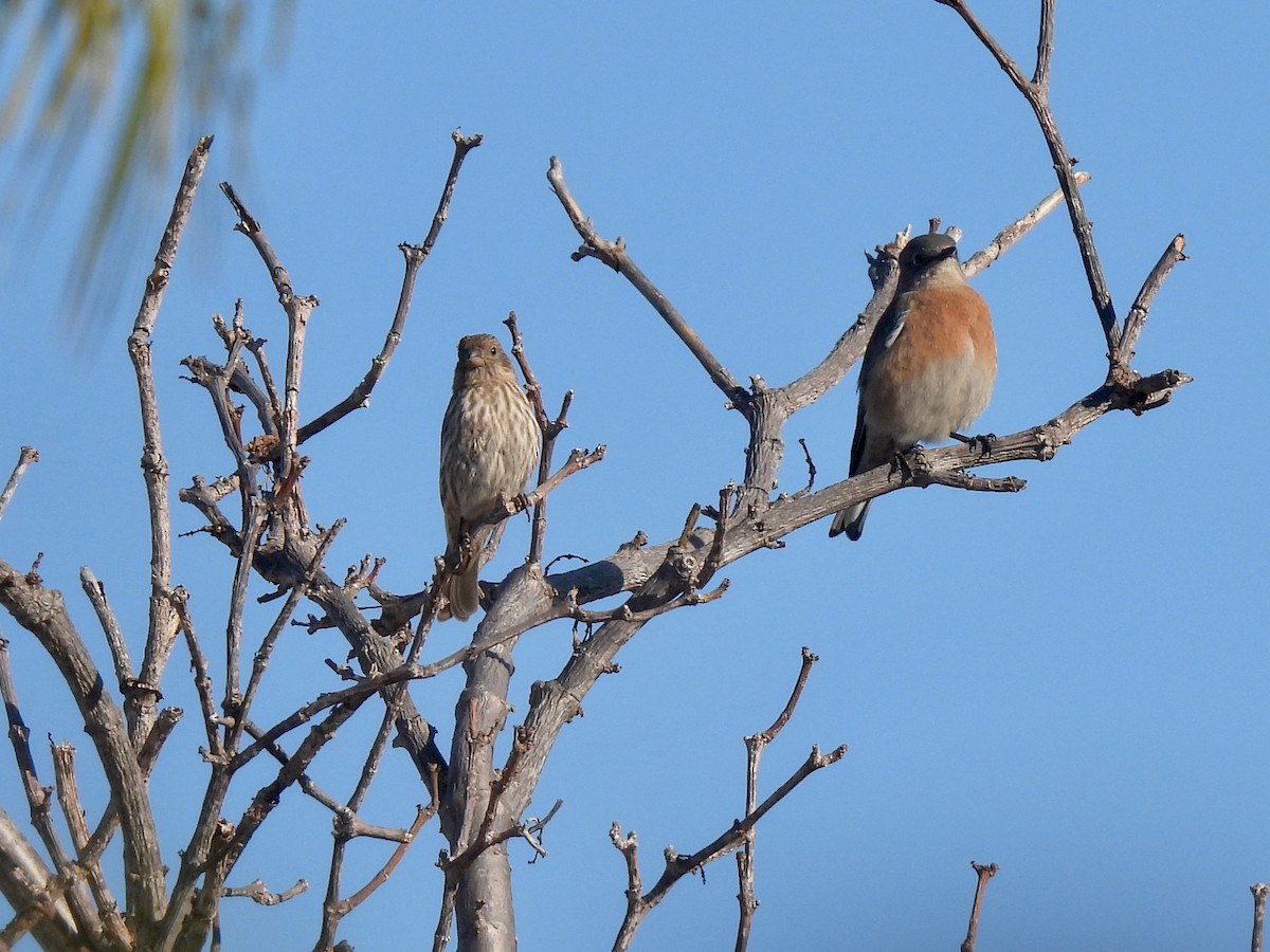 House Finch - ML646060541